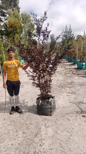 Lagerstroemia-Black-Diamond-Mystic-Magenta.webp Lagerstroemia Black Diamond 'Mystic Magenta' 70lt