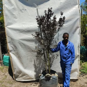Lagerstroemia-Lavender-Lace-70lt-R.webp Lagerstroemia Black Diamond 'Lavender Lace' 70lt