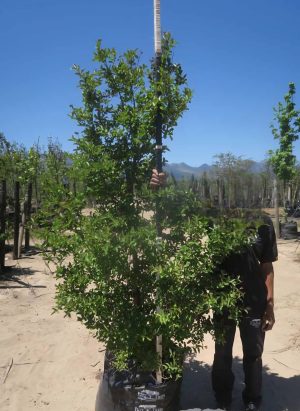 Lagerstroemia-indica-100L-A46C_781471868_a100l.jpeg Lagerstroemia Indica 100lt