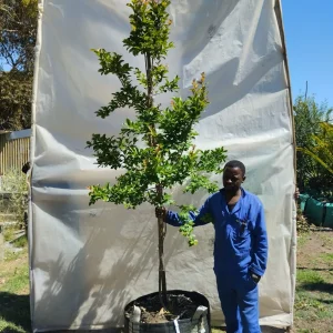 Lagerstroemia Indica lilac 125lt