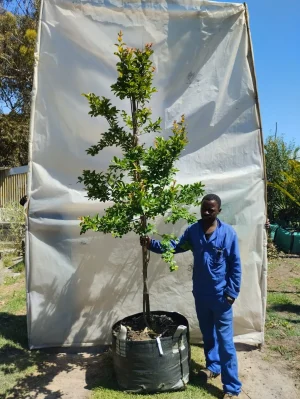 Lagerstroemia-indica-Lilac.webp Lagerstroemia Indica lilac 125lt