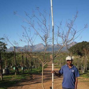 Lagerstroemia-indica-Pride-of-India.jpg Lagertstroemia Indica 200lt