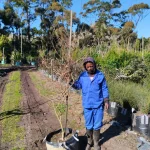 Lagertstroemia Indica White 70lt