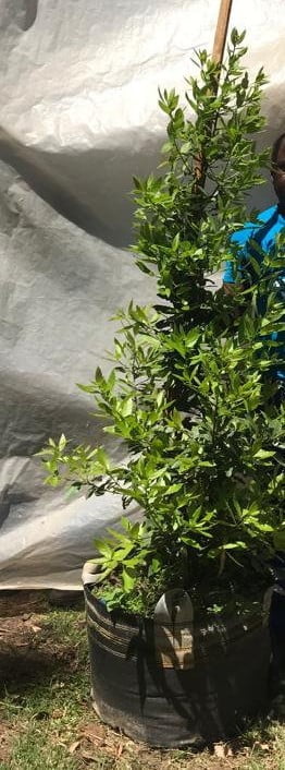 Laurus Nobilis Tree 70lt