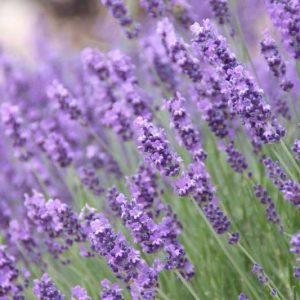 Lavandula-Angustifolia.jpg English Lavender 4lt