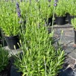 Lavender Blue Spear 15cm Pot