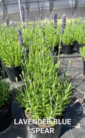 Lavender Blue Spear 15cm Pot