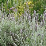 Lavender French Grey Leaf 4lt