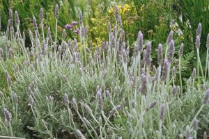 Lavender-French-grey.jpg Lavender French Grey Leaf 4lt