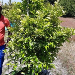 Lemon-Cape-Rough-70lt-G.jpg Lemon Cape Rough Tree 70lt