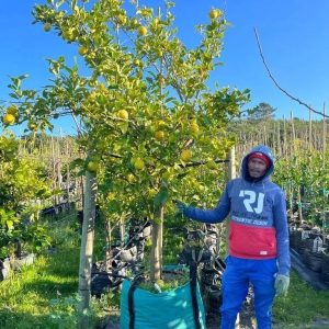 Eureka Lemon Tree 250lt