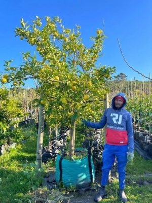Eureka Lemon Tree 250lt