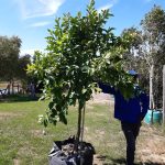 Eureka Lemon Tree