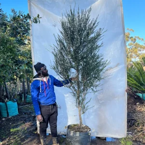 Leptospermum-Double-White-70lt-RH.webp Leptospermum 'Double White' 70lt