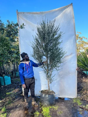 Leptospermum-Double-White-70lt-RH.webp Leptospermum 'Double White' 70lt