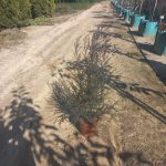 Leptospermum-cherry-brandy-22cm.jpeg Leptospermum Cherry Brandy 22cm Pot