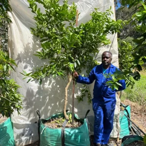 Tahiti Lime Tree 250lt
