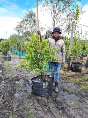 Lime Tree 70lt - West Indian