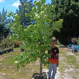 Liquidambar-styraciflua.webp Liquidambar Styraciflua 70lt