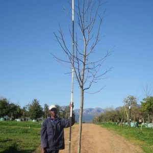 Liquidambar-styraciflua-Sweet-Gum-1.jpg Liquidambar Styraciflua 400lt