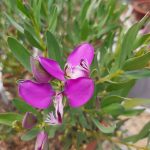 Little-Charmer.jpg Polygala Little Charmer 15cm Pot