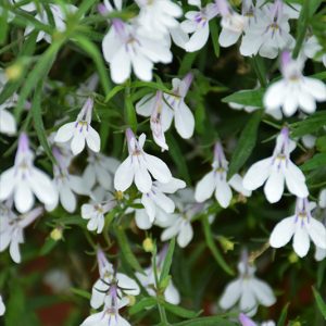 Lobelia-Glow-White-Lightening-14cm.jpg Lobelia Glow White Lightening 14cm Pot