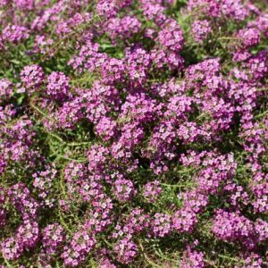 Lobularia Stream 14cm Pot