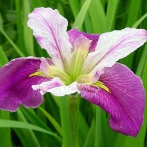 Louisiana-Iris-Colorific-Pink-And-White-19cm-Pot.jpg Louisiana Iris Colorific (Pink And White) 19cm Pot