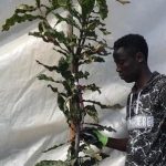 Macadamia Beaumont Tree 70lt