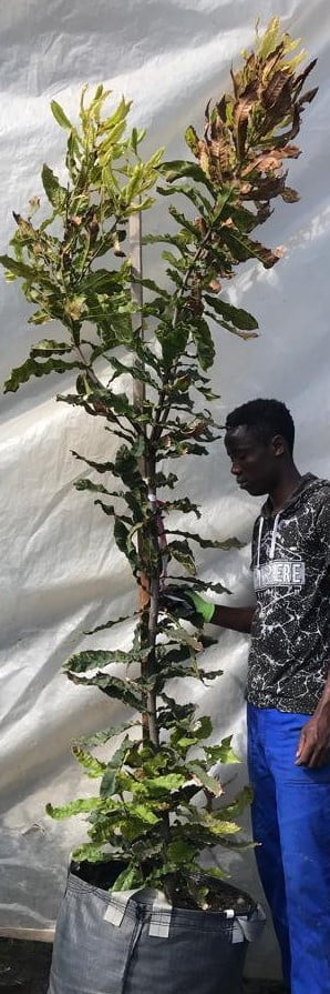 Macadamia Beaumont Tree 70lt
