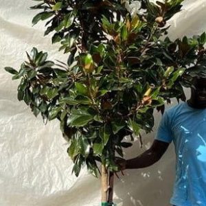 Magnolia Grandiflora 'Little Gem' 250lt