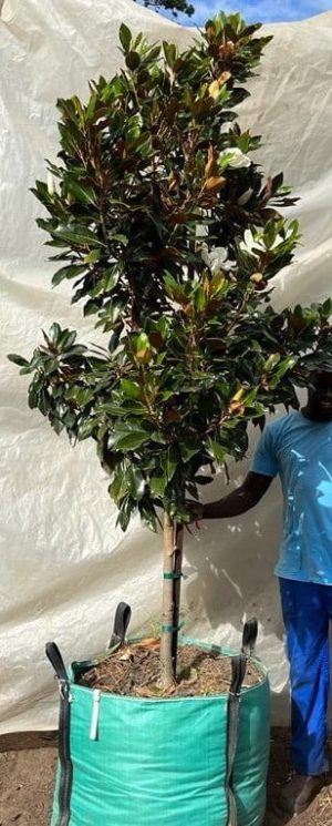 Magnolia Grandiflora 'Little Gem' 250lt