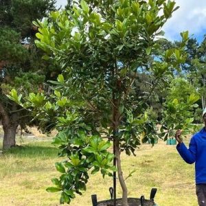 Magnolia Grandiflora 250lt