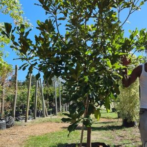Magnolia-grandiflora.jpg Magnolia Grandiflora 125lt