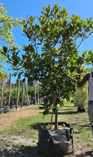 Magnolia Grandiflora 125lt