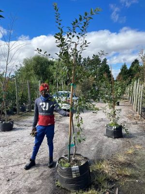 Malus 'Hillieri' - Crab Apple 70lt