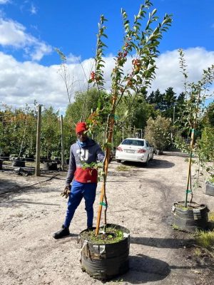 Malus 'Snowdrift' - Crab Apple 70lt