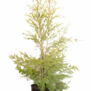 Melaleuca-bracteata-Johannesburg-Gold.jpg Melaleuca Bracteata (Johannesburg Gold) 20lt