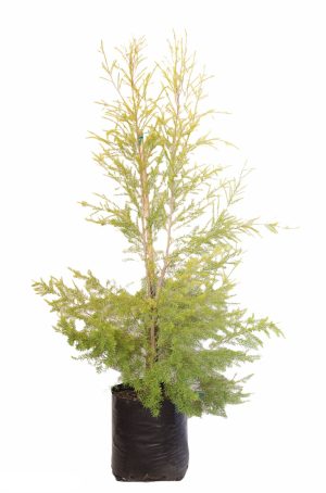 Melaleuca Bracteata (Johannesburg Gold) 20lt