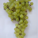 Grape Merbein Seedless Vine 10lt