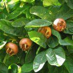 Mespilus Germanica "Mispel" 20lt