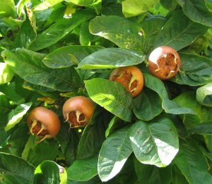 Mespilus Germanica "Mispel" 20lt