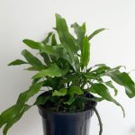 Microsorum-diversifolium-14cm-Kangaroo-Fern.jpeg Kangaroo Fern 14cm Pot