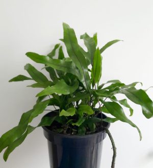 Microsorum-diversifolium-14cm-Kangaroo-Fern.jpeg Kangaroo Fern 14cm Pot