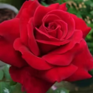 Mister Lincoln Rose STD 90cm Mister Lincoln Rose 5lt