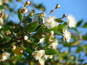 Myrtus Communis 12cm Pot
