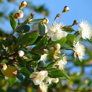 Myrtus-Communis-12cm-Pot.webp Myrtus Communis 12cm Pot