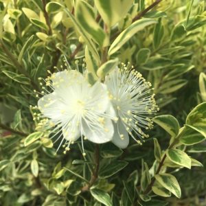 Myrtus-communis-variegata.jpeg Myrtus Communis Variegated 10lt Ball