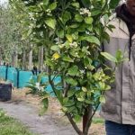Naartjie Novelty Tree 70lt