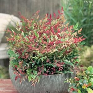Nandina-Domestica-12cm-Pot.jpg Nandina Domestica 12cm Pot